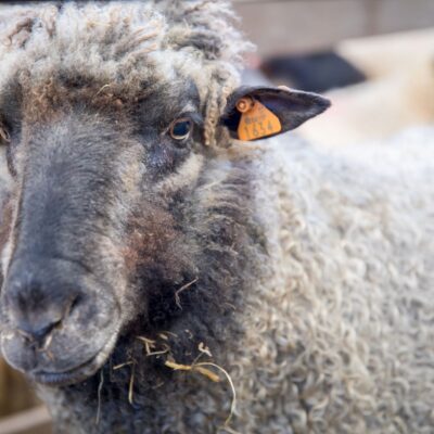 Chaque race de mouton a une laine différente pour des usages différents.